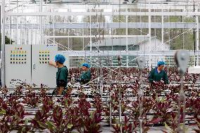 Qinhu Smart Agricultural Park digital factory in Taizhou