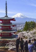 Cherry blossoms and Mt. Fuji in Japan