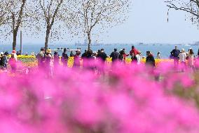 Tourists Enjoy Blooming Tulips in Yantai