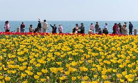 Tourists Enjoy Blooming Tulips in Yantai