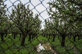 Apple Orchards In Kashmir