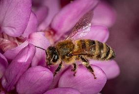 Honey Bees (Apis Mellifera) in a Judas Tree in Blossom - France