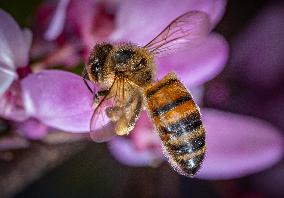 Honey Bees (Apis Mellifera) in a Judas Tree in Blossom - France