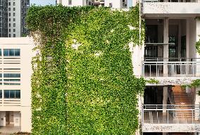 Creepers on The Outside of A Teaching Building in Nanning