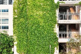 Creepers on The Outside of A Teaching Building in Nanning