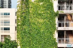 Creepers on The Outside of A Teaching Building in Nanning