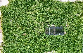 Creepers on The Outside of A Teaching Building in Nanning