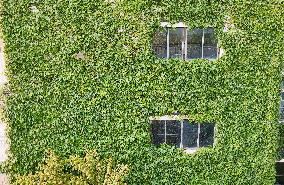 Creepers on The Outside of A Teaching Building in Nanning