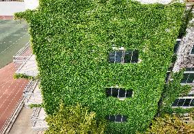 Creepers on The Outside of A Teaching Building in Nanning