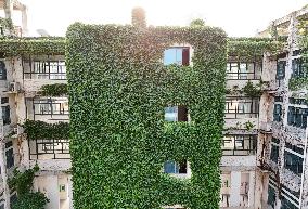 Creepers on The Outside of A Teaching Building in Nanning