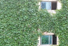 Creepers on The Outside of A Teaching Building in Nanning