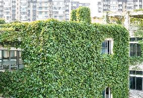 Creepers on The Outside of A Teaching Building in Nanning