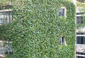 Creepers on The Outside of A Teaching Building in Nanning