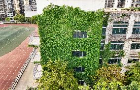 Creepers on The Outside of A Teaching Building in Nanning