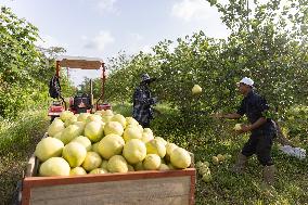SURINAME-SARAMACCA-CHINESE AGRICULTURAL AID