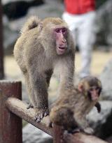 New monkey troop leader at southwestern Japan zoo