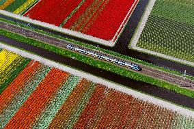 THE NETHERLANDS-LISSE-TULIPS