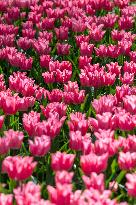 THE NETHERLANDS-LISSE-TULIPS