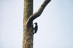 Fulvous-breasted Woodpecker - Animal India