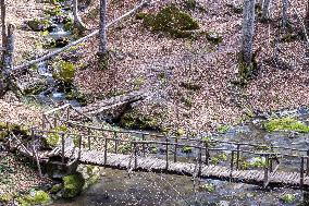 Wooden Bridge In A Forest In Northern Greece