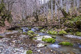 Wooden Bridge In A Forest In Northern Greece