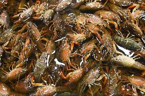 Live Crayfish at A Seafood Stall in Nanning