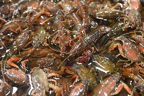 Live Crayfish at A Seafood Stall in Nanning