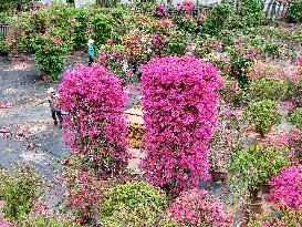 Potted Triangulum Plum Flowers in Full Bloom in Nanning