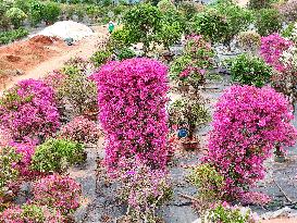 Potted Triangulum Plum Flowers in Full Bloom in Nanning