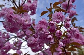 Sakura trees bloom in Vinnytsia