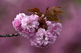 Sakura trees bloom in Vinnytsia