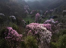 (SichuanMosaics)CHINA-SICHUAN-JIANGYOU-MAGNOLIA FLOWERS(CN)