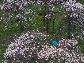 (SichuanMosaics)CHINA-SICHUAN-JIANGYOU-MAGNOLIA FLOWERS(CN)