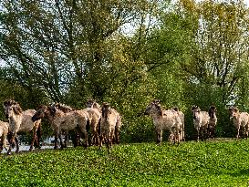 Wild Horses In The Netherlands.