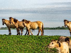 Wild Horses In The Netherlands.