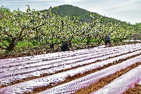 Farmers Sowing Peanuts in Yantai