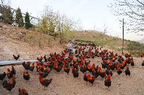 A Chicken Breeding Base in Qingdao