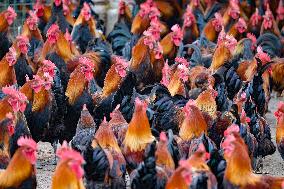 A Chicken Breeding Base in Qingdao