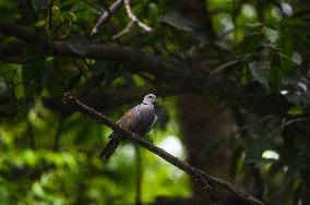 Eurasian Collared Dove - Animal India