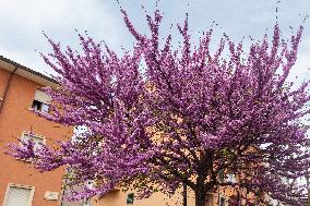 Spring Blooms In L'Aquila, Italy