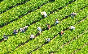 A Tea Plantation in Huzhou