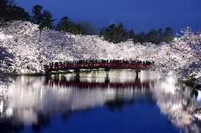 Cherry blossoms in northeastern Japan