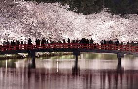 Cherry blossoms in northeastern Japan
