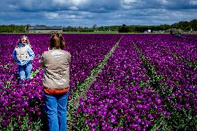 Tourists Visits Bloomed Tulip Fields - Netherlands
