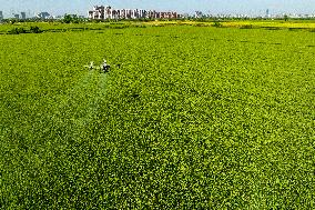 Drone Agriculture in China