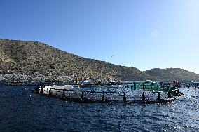 Fish Farming In Saronic Gulf, Greece