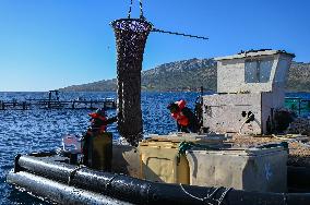 Fish Farming In Saronic Gulf, Greece