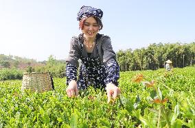 A Tea Plantation in Huzhou