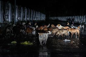 Stray Dogs In Kashmir