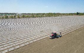 Cotton Sowing in Xinjiang